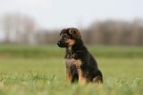 BERGER ALLEMAND 1136
